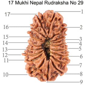 17 Mukhi Nepalese Rudraksha - Bead No. 29