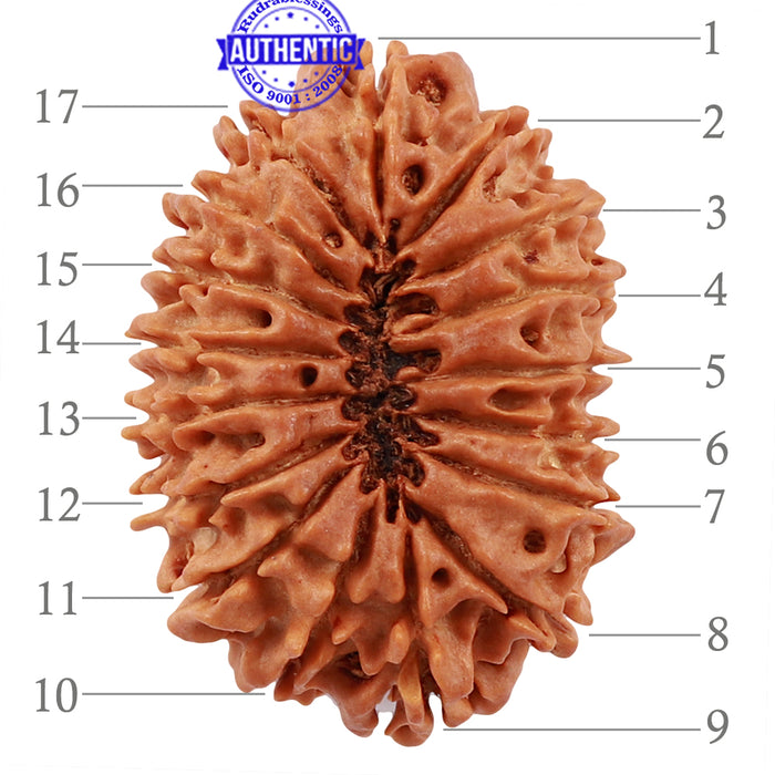 17 Mukhi Nepalese Rudraksha - Bead No. 32