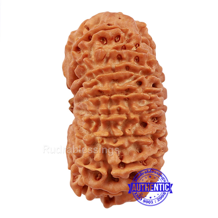 17 Mukhi Nepalese Rudraksha - Bead No. 32