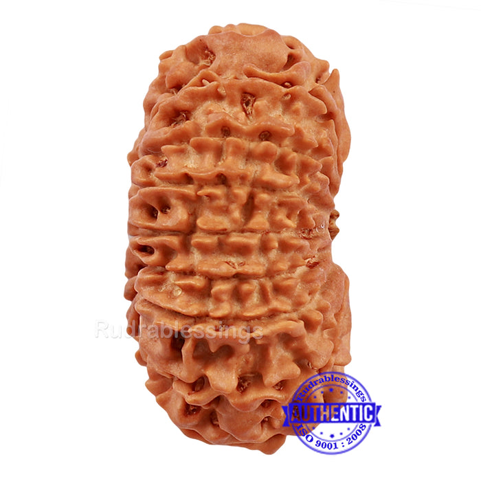 17 Mukhi Nepalese Rudraksha - Bead No. 32