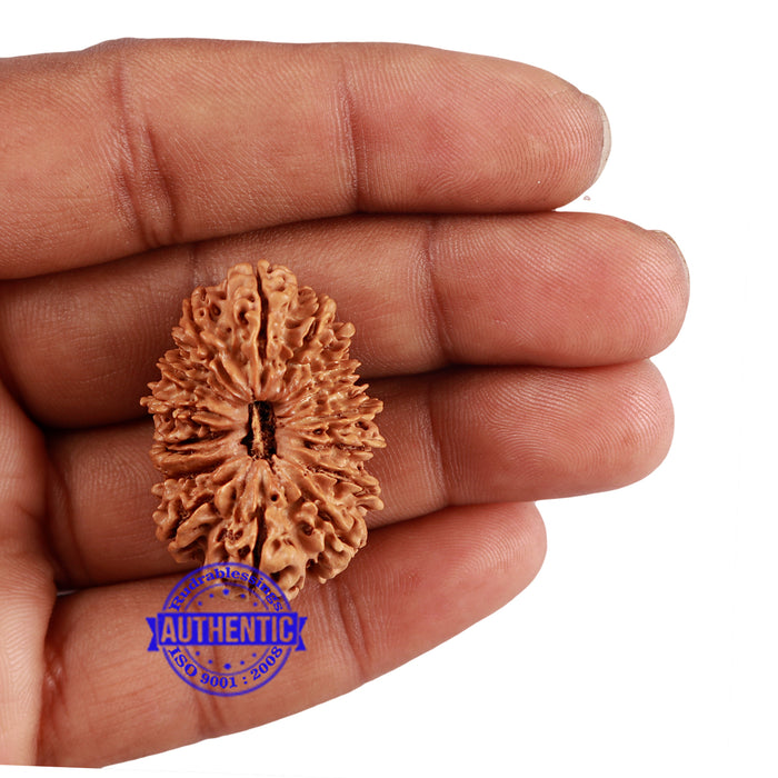 17 Mukhi Nepalese Rudraksha - Bead No. 41