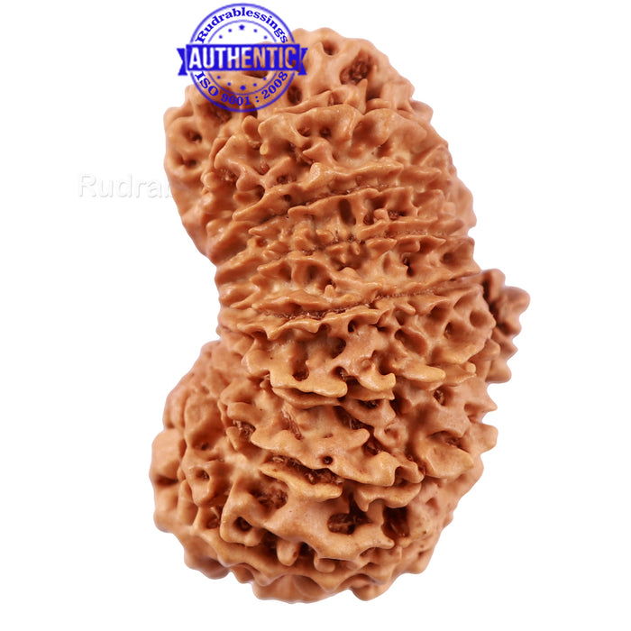 17 Mukhi Nepalese Rudraksha - Bead No. 41