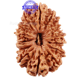 17 Mukhi Nepalese Rudraksha - Bead No. 41