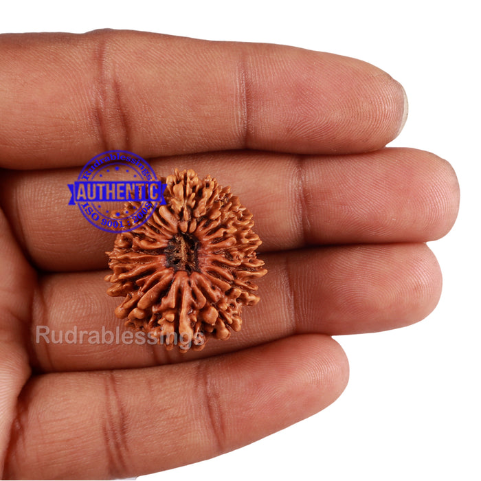 17 Mukhi Nepalese Rudraksha - Bead No. 42