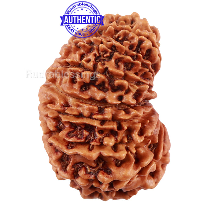 17 Mukhi Nepalese Rudraksha - Bead No. 42
