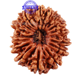 17 Mukhi Nepalese Rudraksha - Bead No. 42