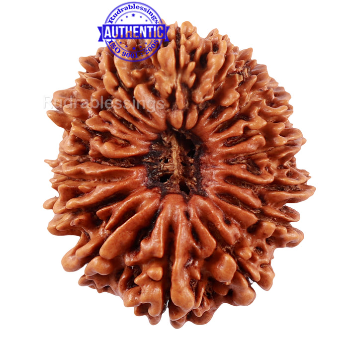 17 Mukhi Nepalese Rudraksha - Bead No. 42