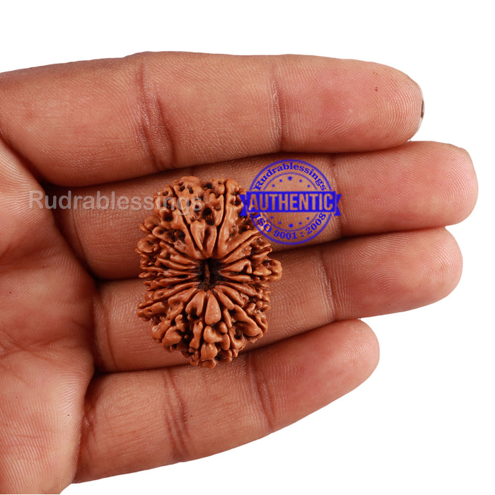17 Mukhi Nepalese Rudraksha - Bead No. 44
