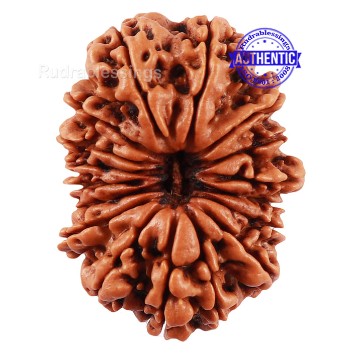 17 Mukhi Nepalese Rudraksha - Bead No. 44