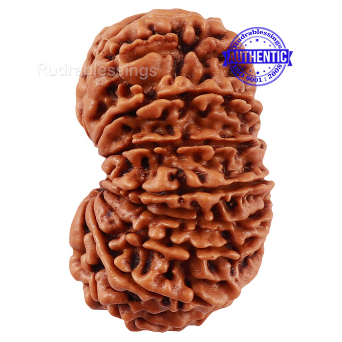 17 Mukhi Nepalese Rudraksha - Bead No. 44