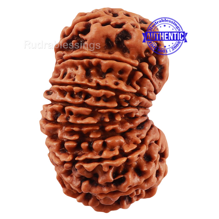 17 Mukhi Nepalese Rudraksha - Bead No. 44