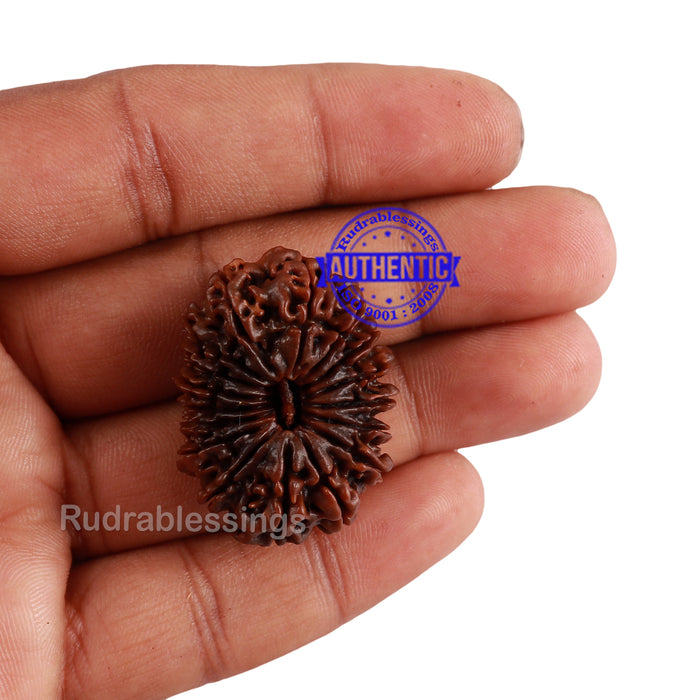 17 Mukhi Nepalese Rudraksha - Bead No. 45