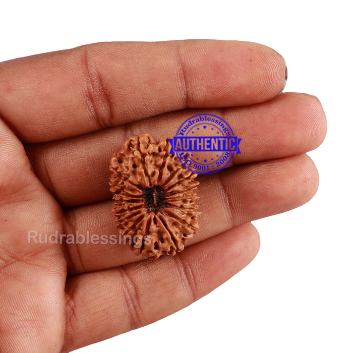 17 Mukhi Nepalese Rudraksha - Bead No. 46