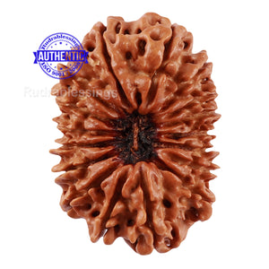 17 Mukhi Nepalese Rudraksha - Bead No. 46