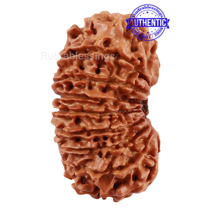 17 Mukhi Nepalese Rudraksha - Bead No. 46
