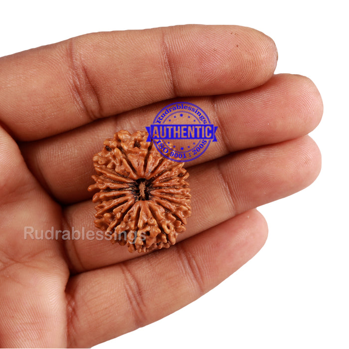 17 Mukhi Nepalese Rudraksha - Bead No. 48