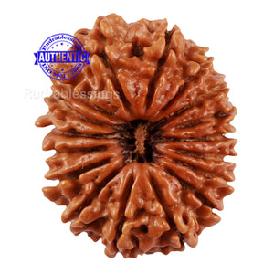 17 Mukhi Nepalese Rudraksha - Bead No. 48