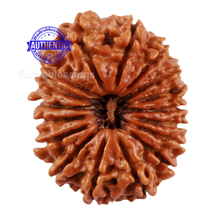 17 Mukhi Nepalese Rudraksha - Bead No. 48