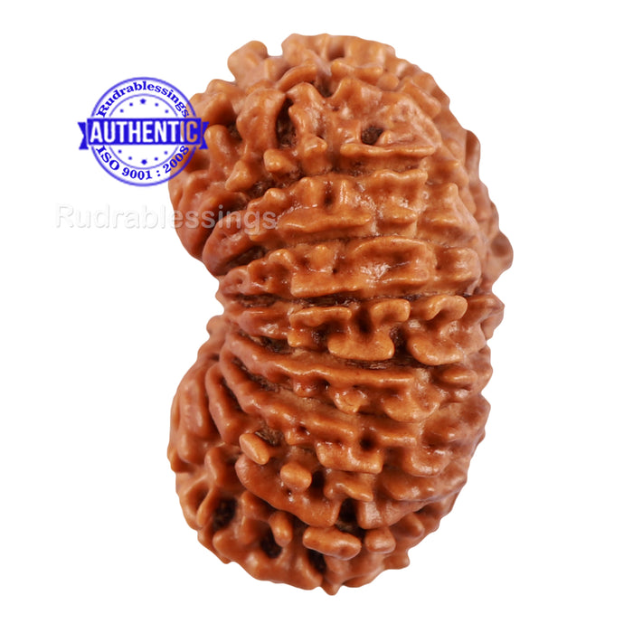 17 Mukhi Nepalese Rudraksha - Bead No. 48
