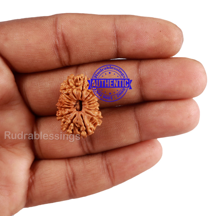 17 Mukhi Nepalese Rudraksha - Bead No. 50