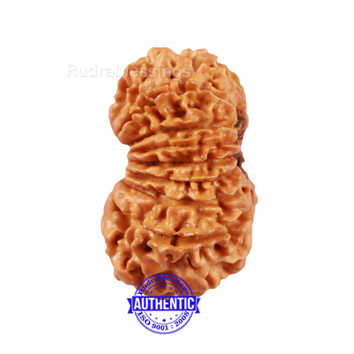 17 Mukhi Nepalese Rudraksha - Bead No. 50