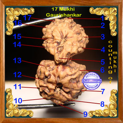 17 Mukhi Gaurishankar Rudraksha from Indonesia