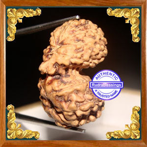 17 Mukhi Gaurishankar Rudraksha from Indonesia