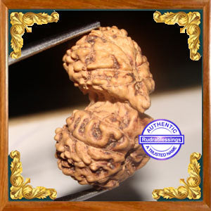 17 Mukhi Gaurishankar Rudraksha from Indonesia