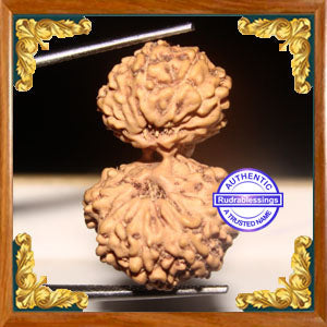 17 Mukhi Gaurishankar Rudraksha from Indonesia