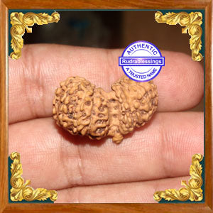 17 Mukhi Gaurishankar Rudraksha from Indonesia