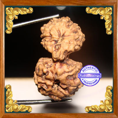 17 Mukhi Gaurishankar Rudraksha from Indonesia