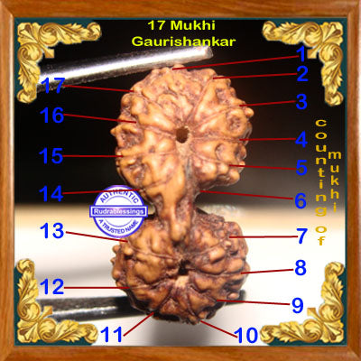 17 Mukhi Gaurishankar Rudraksha from Indonesia