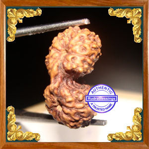 17 Mukhi Gaurishankar Rudraksha from Indonesia