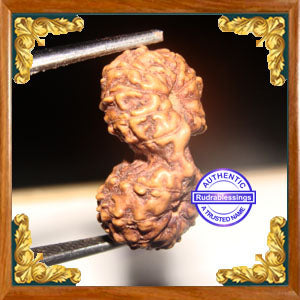 17 Mukhi Gaurishankar Rudraksha from Indonesia