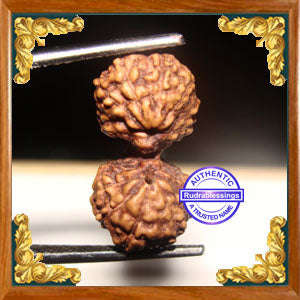17 Mukhi Gaurishankar Rudraksha from Indonesia