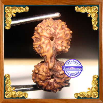17 Mukhi Gaurishankar Rudraksha from Indonesia