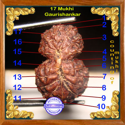 17 Mukhi Gaurishankar Rudraksha from Indonesia