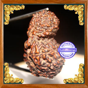 17 Mukhi Gaurishankar Rudraksha from Indonesia