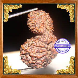 17 Mukhi Gaurishankar Rudraksha from Indonesia