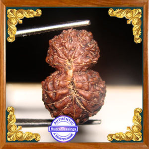 17 Mukhi Gaurishankar Rudraksha from Indonesia