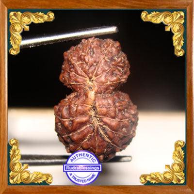 17 Mukhi Gaurishankar Rudraksha from Indonesia