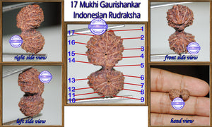 17 Mukhi Gaurishankar Rudraksha from Indonesia