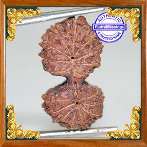 17 Mukhi Gaurishankar Rudraksha from Indonesia