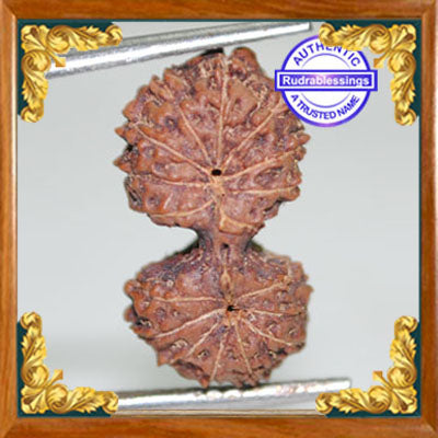 17 Mukhi Gaurishankar Rudraksha from Indonesia