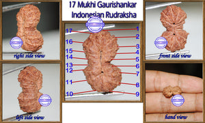 17 Mukhi Gaurishankar Rudraksha from Indonesia