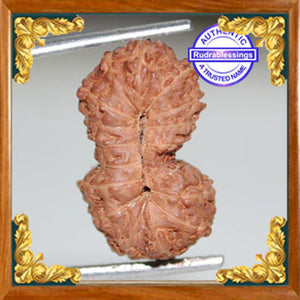 17 Mukhi Gaurishankar Rudraksha from Indonesia