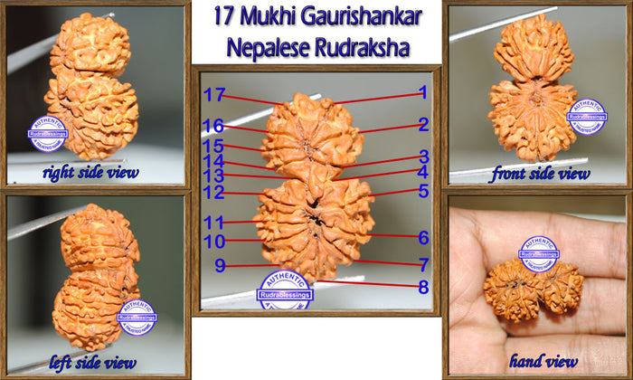 17 Mukhi Gaurishankar Rudraksha from Nepal