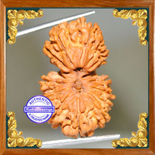 Load image into Gallery viewer, 17 Mukhi Gaurishankar Rudraksha from Nepal
