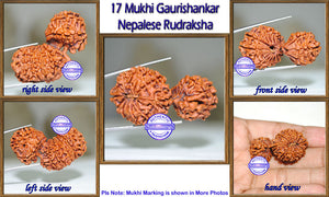 17 Mukhi Gaurishankar Rudraksha from Nepal