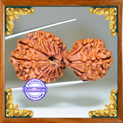 17 Mukhi Gaurishankar Rudraksha from Nepal